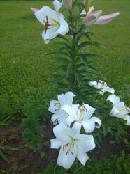 IMG_20260731_191856.jpg