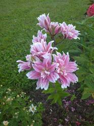 IMG_20260731_191903.jpg