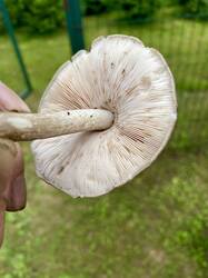 IMG_3088_1.JPG