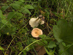IMG_3316.thumb.jpg.4dc405ded9daff71dbda63a1f5e357a2.jpg