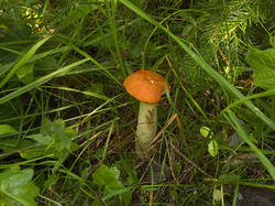 IMG_3325.thumb.jpg.3ad17aa3d56adc26bca64b24b3ef060d.jpg