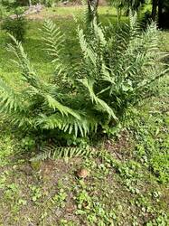 IMG_3485_1.JPG
