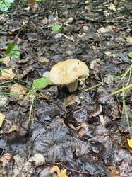 IMG_3847.thumb.jpeg.b04c3ade99d08d5905b81663c36f0d97.jpeg