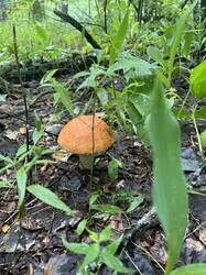 IMG_3849.thumb.jpeg.0e62e70f0bb713b98d74c0c273d6f9a1.jpeg