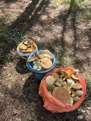IMG_3858.thumb.jpeg.f1ba22dacb1150cdeb63b99a178c3789.jpeg