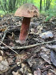 IMG_3863.thumb.jpeg.ff9f4dfe3cca9b3ee898aa6e4c6dda30.jpeg