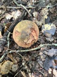 IMG_3864.thumb.jpeg.c834b20d53dae26bfcdaab2418f5d629.jpeg