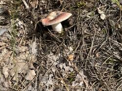 IMG_3867.thumb.jpeg.d928af57ed785a102aa5a66ada3fc396.jpeg