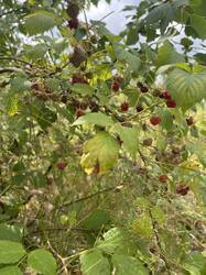 IMG_4017.jpeg