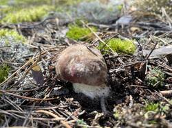 IMG_4070.jpeg
