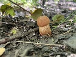 IMG_4074.jpeg