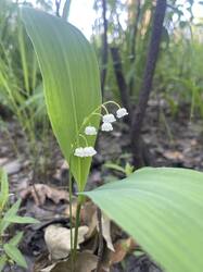 IMG_4080.jpeg