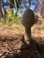 IMG_4082.jpeg