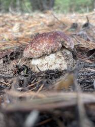 IMG_4125.jpeg