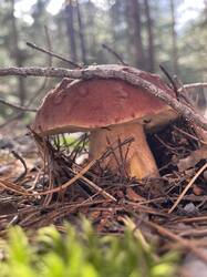 IMG_4126.jpeg