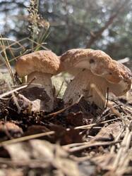 IMG_4136.jpeg