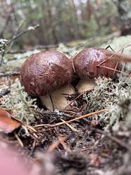IMG_4146.jpeg