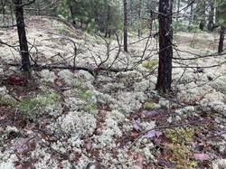 IMG_4159.jpeg