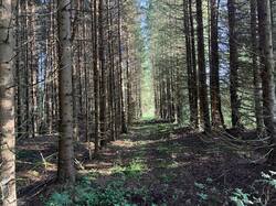 IMG_5604.thumb.JPEG.f275035c28bd10f83f600b588906704d.JPEG