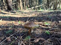 IMG_5615.thumb.JPEG.73742d7ee7780a7f9d3a881abb8024f7.JPEG