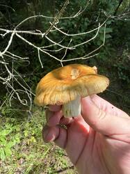 IMG_5705.thumb.jpeg.3e5eb29a70b0069521b7c23b7bda0360.jpeg