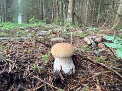 IMG_5707_(1).thumb.JPEG.45d0fe93f32435fd9c628ff4be8502c1.JPEG