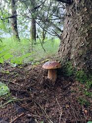 IMG_5708_(1).thumb.JPEG.d3e3be448f69134aa41c4d946f021cf2.JPEG