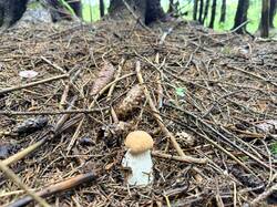 IMG_5712_(1).thumb.JPEG.20ea26035b5373f67bac2b9821fdf161.JPEG