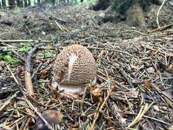 IMG_5714_(1).thumb.JPEG.2a0c2216352f2957f6f76998525d50ee.JPEG
