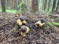 IMG_5717_(1).thumb.JPEG.5946b8e07a7612072ff3368c0a081c86.JPEG