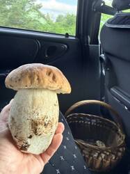 IMG_5731.thumb.JPEG.a236fd7d0466029c911af82edf28b725.JPEG