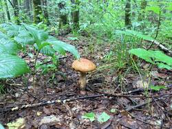 IMG_5734.thumb.JPEG.1bee0277dfbc6e130a6b79132751022c.JPEG