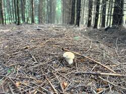IMG_5750.thumb.JPEG.728dd1663fd3816933fd0bd3475b4ded.JPEG
