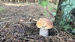 IMG_5773.thumb.JPEG.e7a3351a7f7146a433da7c38e6ff7e07.JPEG
