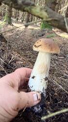IMG_5774.thumb.JPEG.7a1e11422eccf44f16d4da65af780b4c.JPEG