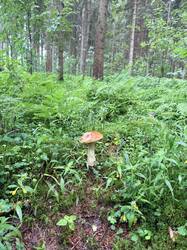 IMG_5788_(1).thumb.JPEG.998e35d85ae9124bbcee85d399a4c088.JPEG