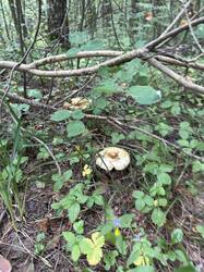IMG_5793.thumb.jpeg.ff524b787e4bd1b383d6baf7ac549159.jpeg