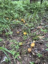 IMG_5796.thumb.jpeg.bdeb53351b53fe87ad04febd54a62d48.jpeg