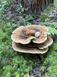 IMG_5797.thumb.jpeg.3c3d892dafa75142f7720c300badd4f0.jpeg