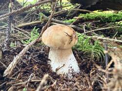 IMG_5800.JPEG