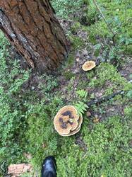 IMG_5801.thumb.jpeg.2a01d8dc20051457a0c28bc192f2f287.jpeg