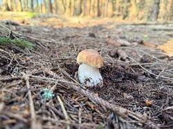 IMG_5803.thumb.JPEG.6d4c4a1684191abc4876633bd9ffcba3.JPEG