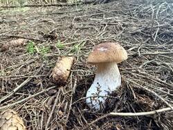 IMG_5804.thumb.JPEG.25dc64862aa35d5de1f0b52b554ffe1e.JPEG