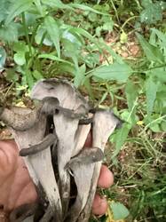 IMG_5919.thumb.JPEG.a59f1978f774902af92e76696a8e9596.JPEG