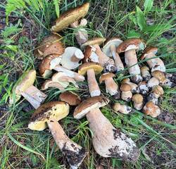 IMG_6180_(1).thumb.JPEG.78d900841e50588254c02247d2191ca7.JPEG