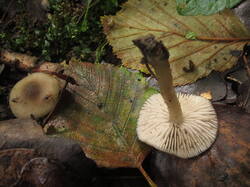 IMG_6344.thumb.JPG.958fee62eb65bd20ffe7b21dcc67396a.JPG