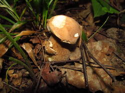 IMG_8545.thumb.JPG.46555ec308003933bc58145b049ed933.JPG