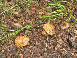 IMG_8567.thumb.JPG.b429dbee2cf98fe00e737cff777e2eb5.JPG