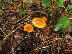 IMG_8576.thumb.JPG.76c3325ef85cf08fecb7550ab0bac1b2.JPG
