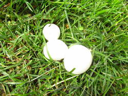 IMG_8578.thumb.JPG.60c96fece6cb84ca89fdf45f8739004e.JPG